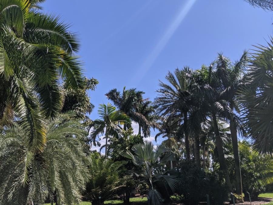 Gizella Kopsick Palm Arboretum – photo 3